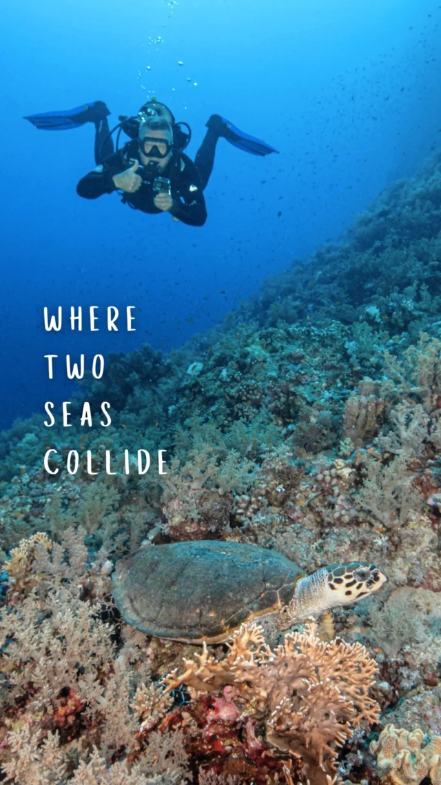 🦈 EPIC DIVE ALERT 🦈 When two seas collide magic happens! The Red Sea meets the Gulf of Aqaba at Ras Muhammad National Park - creating Egypt's ultimate dive destination 🇪🇬
✨ What makes this place incredible:
🌊 Powerful currents = underwater highway
🐟 Massive barracuda & jackfish schools
🦈 Hammerhead sharks cruising the currents
🪸 Vibrant soft corals in every color imaginable
This is hands down the crown jewel of Red Sea diving! Who's adding Egypt to their dive bucket list? 👇